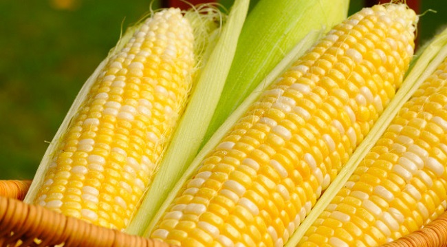 Cena kukuruza na berzi i u prodaji